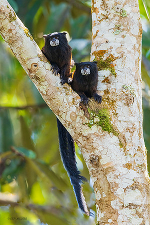 PUMY00007 - Saddle-back Tamarin