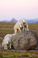MNGT00112 - Mountain Goat
