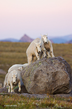 MNGT00112 - Mountain Goat