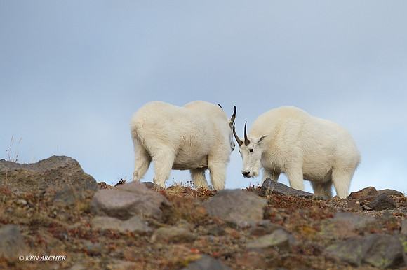 MNGT00147 - Mountain Goat