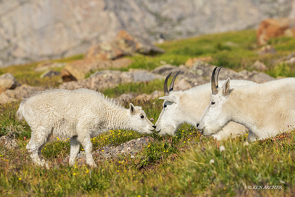 MNGT01425 - Mountain Goat