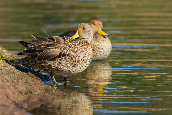 PUWB00542 - Yellow-billed Pintail