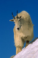 MNGT475798 Mountain Goat Billy