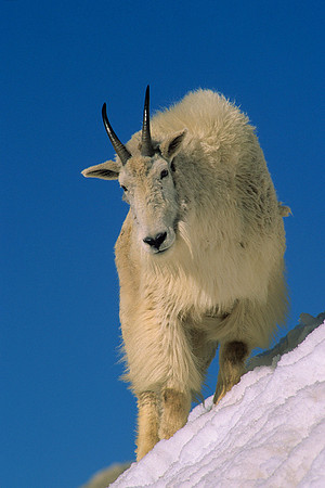MNGT475798 Mountain Goat Billy