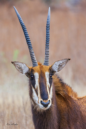 AFSA00115 - Sable Antelope