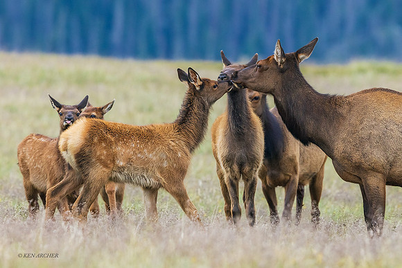 RMEK02019 - Rocky Mountain Elk