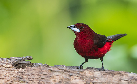 PUTR00049 - Silver-beaked Tanager