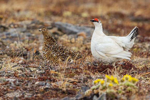 NMRM01741 - Rock Ptarmigan
