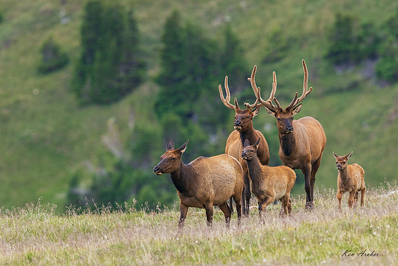 RMEK01886 - Rocky Mountain Elk