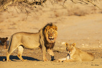 AFBL00282 - Black-maned Lion