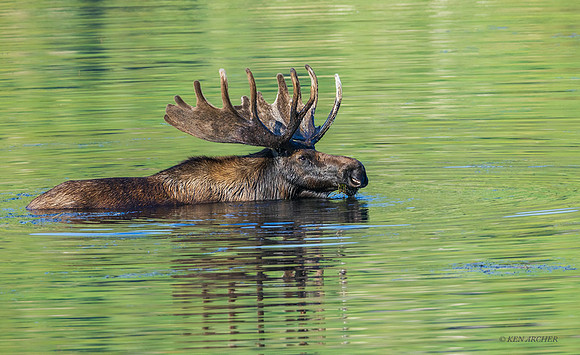 SMSR00898 - Shiras Moose