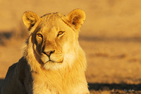 AFBL00318 - Black-maned Lion