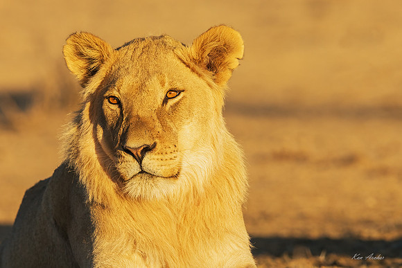 AFBL00318 - Black-maned Lion