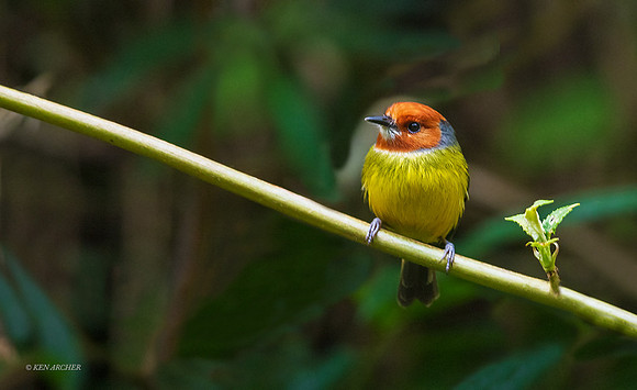 PUBD00050 _ Johnson's Tody Flycatcher