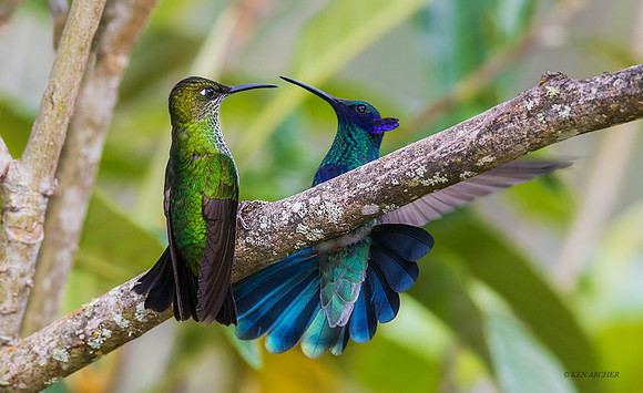 PUHB00262 - Violet-fronted Brilliant