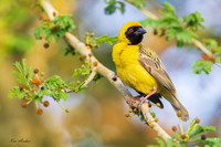AFSW00056 - Southern Masked Weaver