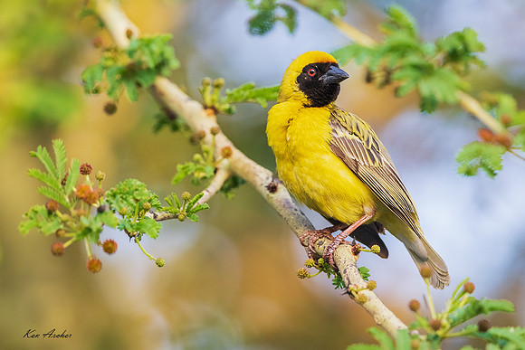 AFSW00056 - Southern Masked Weaver