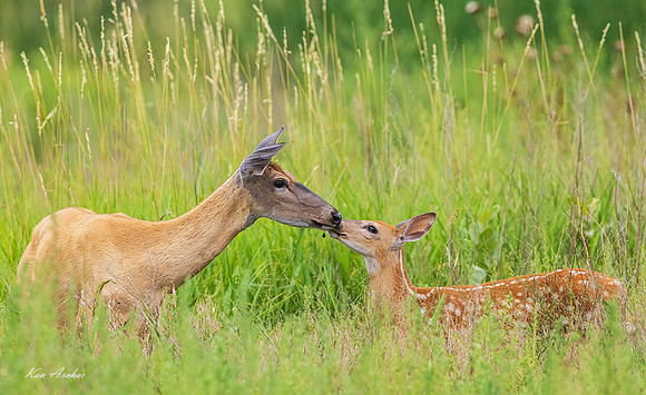 WTDS00018 - White-tailed Deer