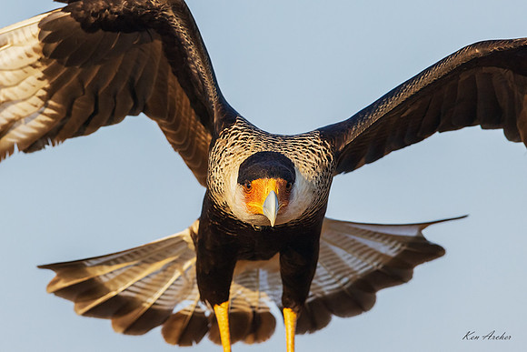TXCC00480 - Crested Caracara