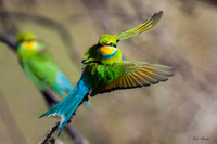 AFSB00051 _ Swallow-tailed Bee-eater