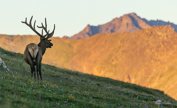 RMEK02053 - Rocky Mountain Elk