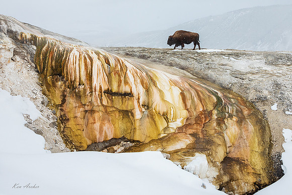 BNWR02450 - Bison