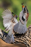 AZGQ00404 - Gambel's Quail