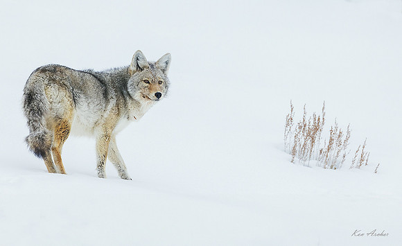 CEWR02979 - Coyote