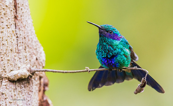 PUHB00123 - Sparkling Violetear