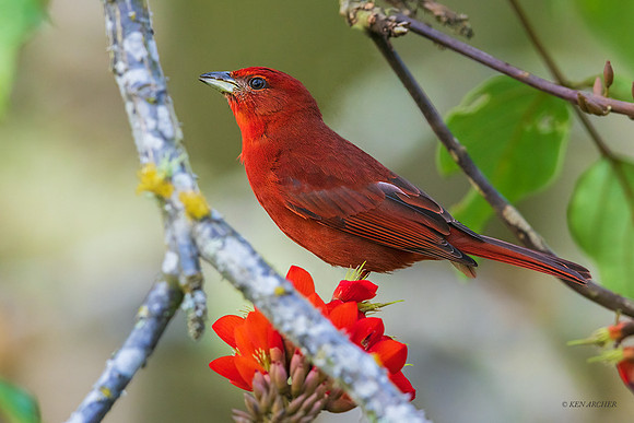 PUTR00113 - Summer Tanager