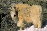 MNGT475775 Mountain Goat