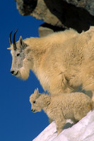 Mountain Goat Nanny and Kid - MNGT475747