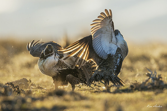 SGCO04594 - Greater Sage Grouse