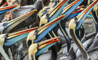 PUWB00060 - Peruvian Pelican