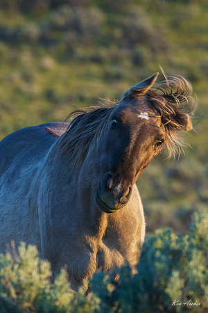 WDHS05134 - Wild Horses