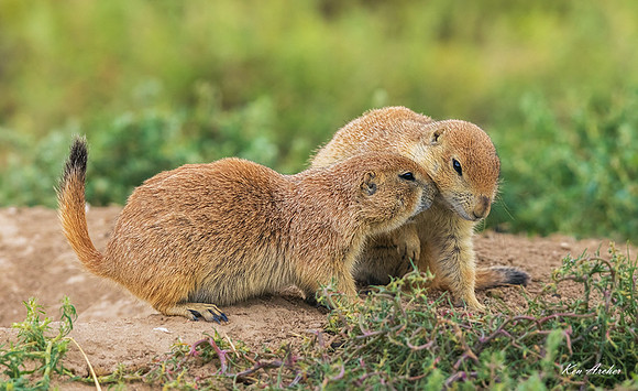 PRDG00090 - Black-tailed Prairie Dog