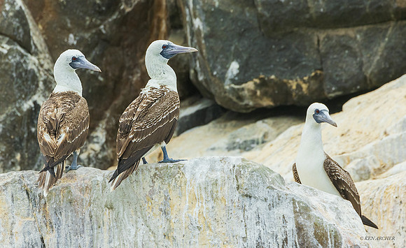 PUWB00714 - Peruvian Booby
