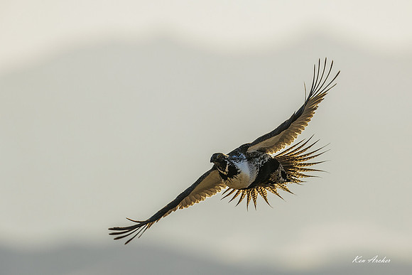 SGCO04782 - Greater Sage Grouse