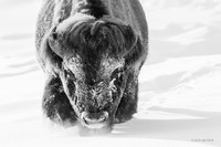 BNWR02776bw - Bison