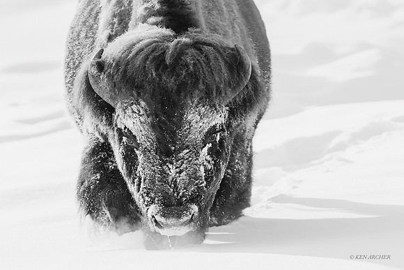 BNWR02776bw - Bison