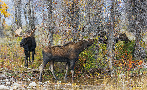 SHMS04176 - Shiras Moose