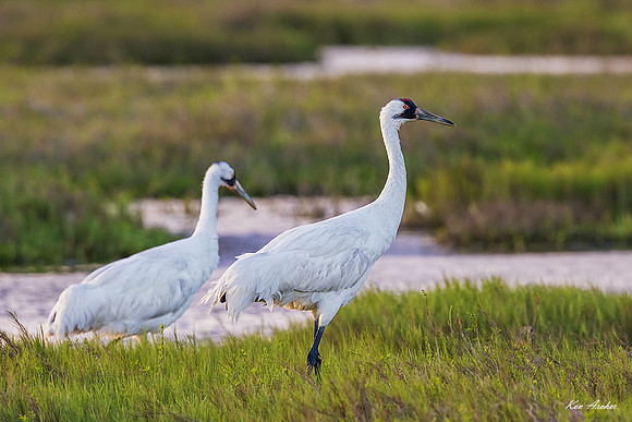TXWC01860 - Whooping Crane