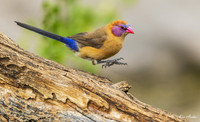 AFVW00046 - Violet-eared Waxbill