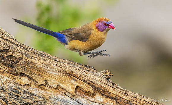 AFVW00046 - Violet-eared Waxbill