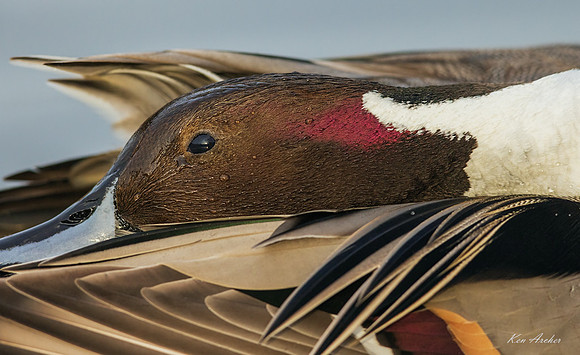 PT02410 - Northern Pintail