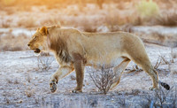 AFBL00063 - Black-maned Lion