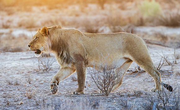 AFBL00063 - Black-maned Lion