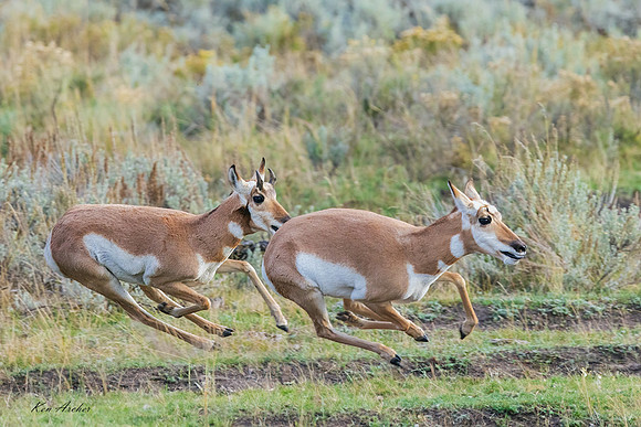 PHAE03373 _ Pronghorn Antelope