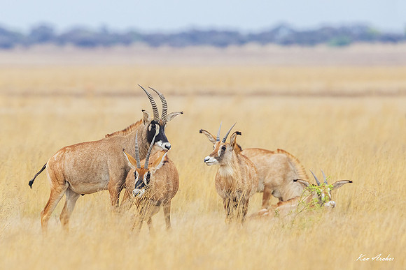AFRA00170 - Roan Antelope