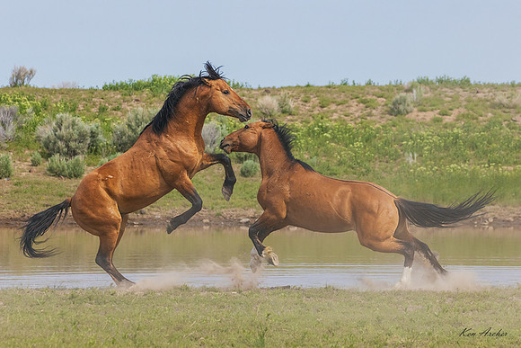 WDHS05429 - Wild Horse